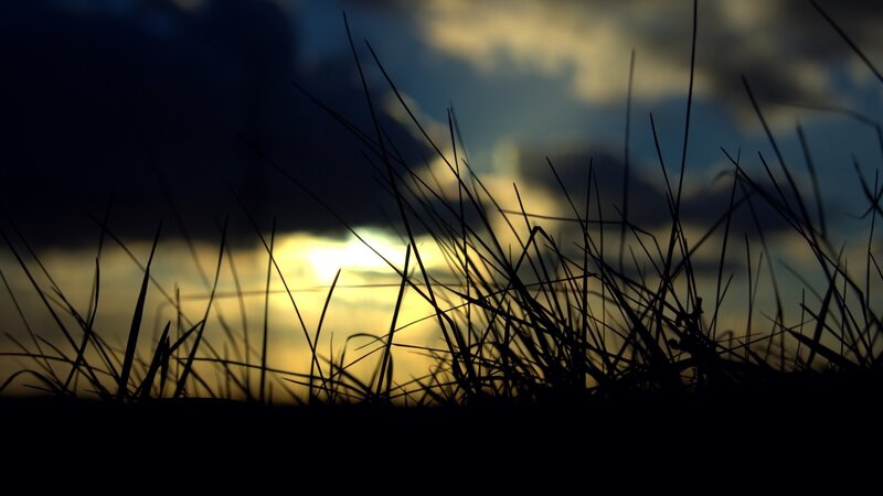 Silhouetted Grass at Sunset — Black, Dramatic