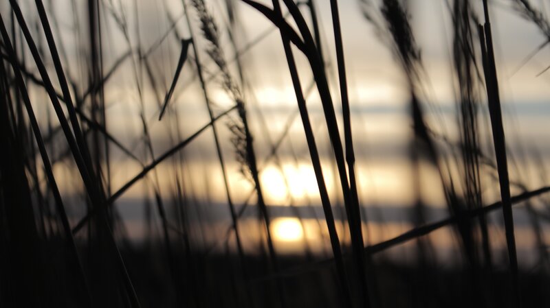 Silhouetted Grass at Sunset — Black, Serene