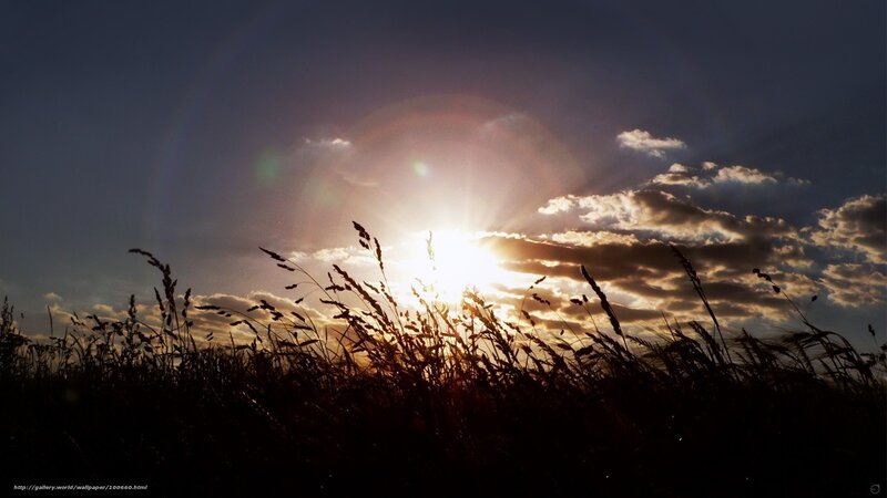 Silhouetted Grass at Sunset — Black