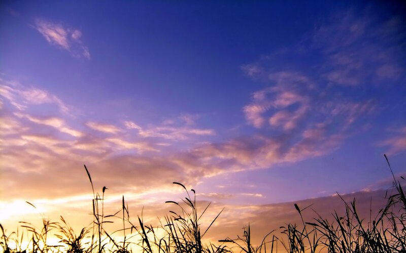 Silhouetted Grass at Sunset — Blue, Serene, Photograph, Sky, Clouds