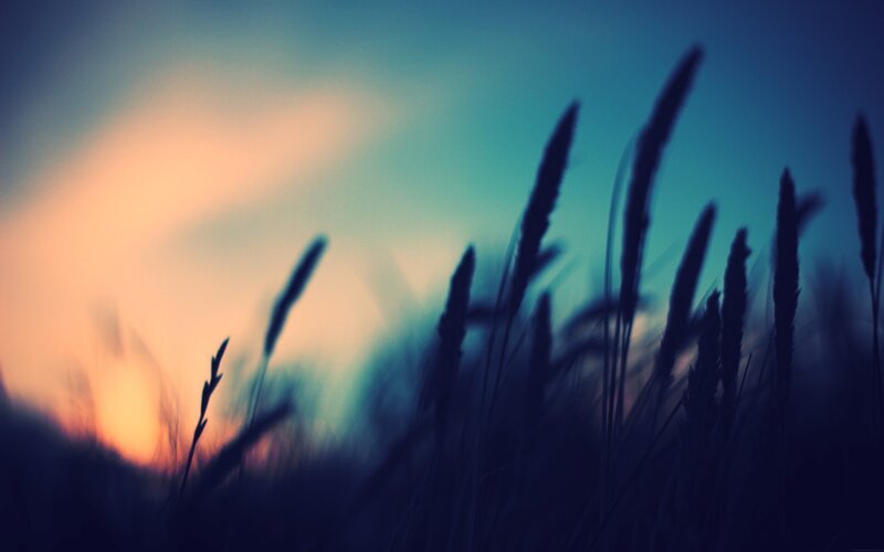 Silhouetted Grass at Sunset — Blue, Serene, Photograph, Sky