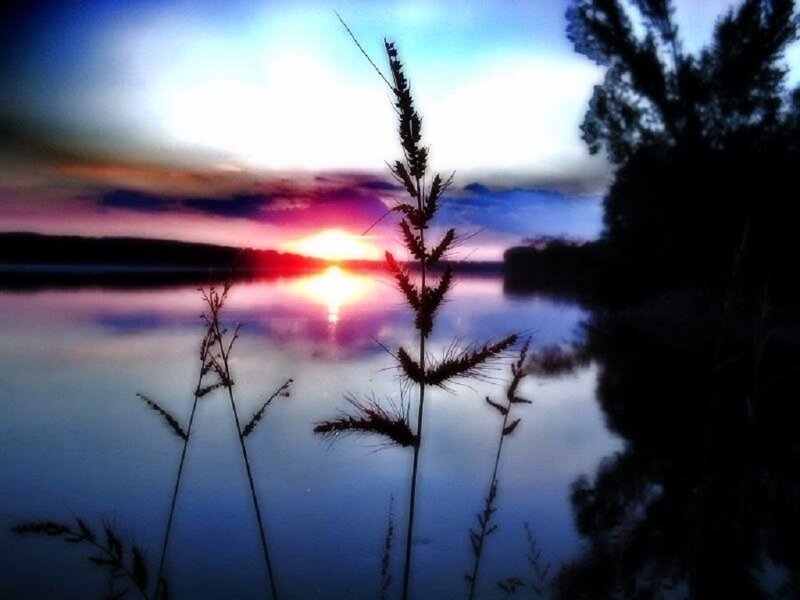 Silhouetted Grass at Sunset — Blue, Serene, Photograph