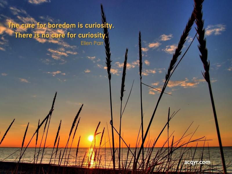 Silhouetted Grass at Sunset — Blue