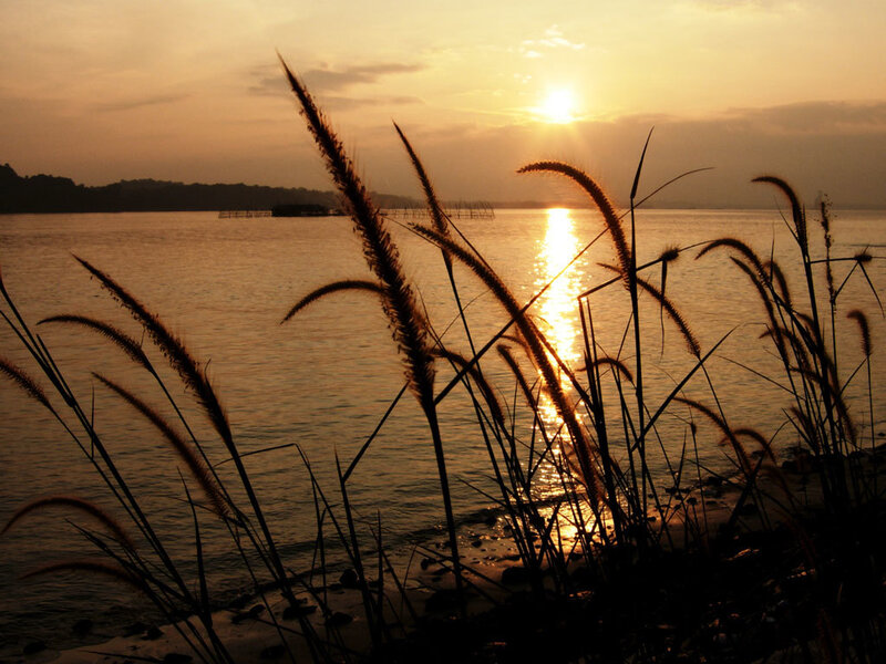 Silhouetted Grass at Sunset — Gold, Serene, Photograph, Sun