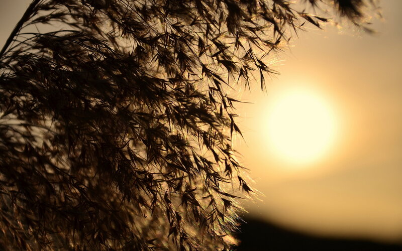 Silhouetted Grass at Sunset — Gold, Serene