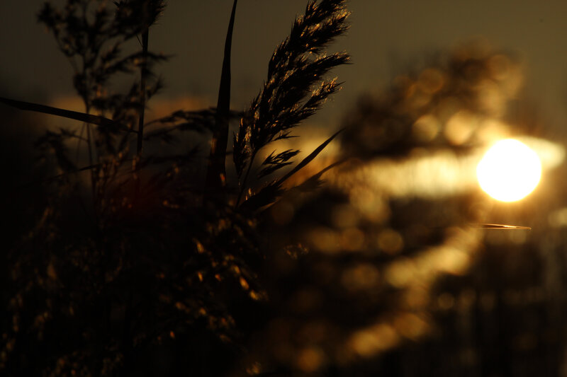 Silhouetted Grass at Sunset — Gold