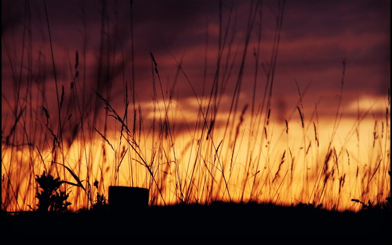 Silhouetted Grass at Sunset — Orange, Dramatic, Photograph, Sky