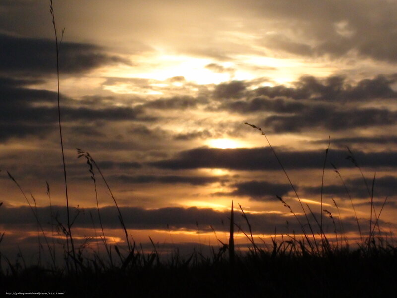 Silhouetted Grass at Sunset — Orange, Dramatic