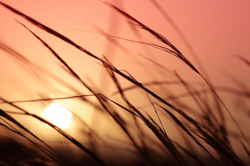 Silhouetted Grass at Sunset — Orange, Pink