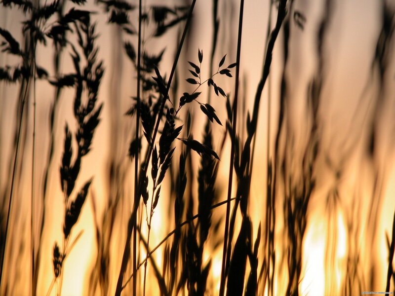 Silhouetted Grass at Sunset — Orange, Serene, Photograph, Black