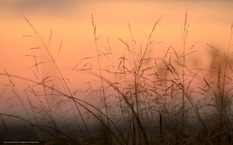 Silhouetted Grass at Sunset — Orange, Serene, Photograph, Sky, Mist
