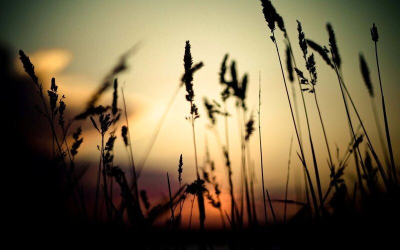 Silhouetted Grass at Sunset — Orange, Serene, Photograph, Sky