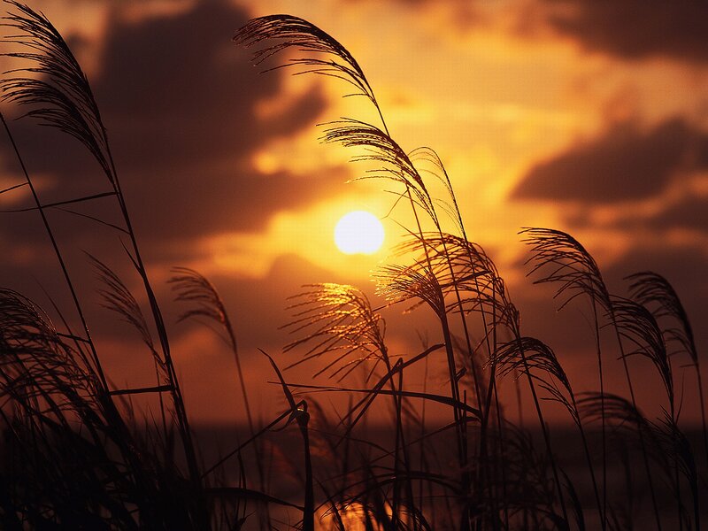 Silhouetted Grass at Sunset — Orange, Serene, Photograph, Sun, Clouds
