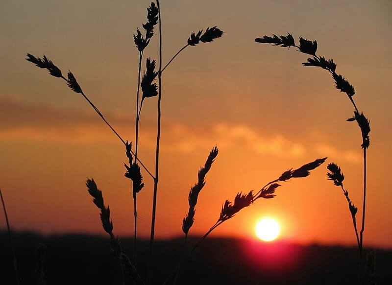 Silhouetted Grass at Sunset — Orange, Serene, Photograph, Sun, Sky, Clouds