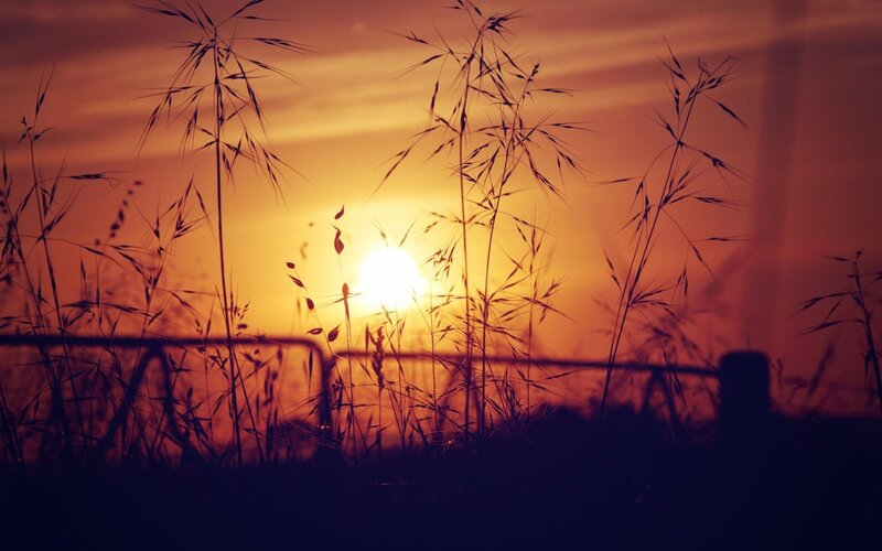 Silhouetted Grass at Sunset — Orange, Serene, Photograph, Sun, Sky, Fence