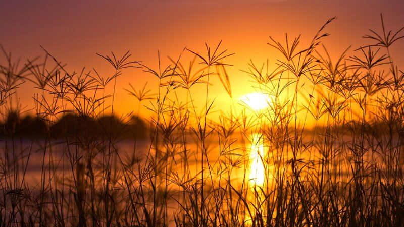 Silhouetted Grass at Sunset — Orange, Serene, Photograph, Sun, Sky, Water