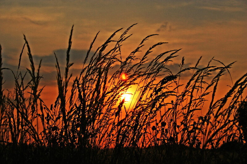Silhouetted Grass at Sunset — Orange, Serene, Photograph, Sun