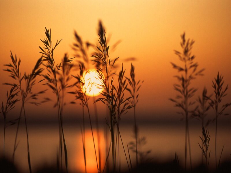 Silhouetted Grass at Sunset — Orange, Serene, Photograph