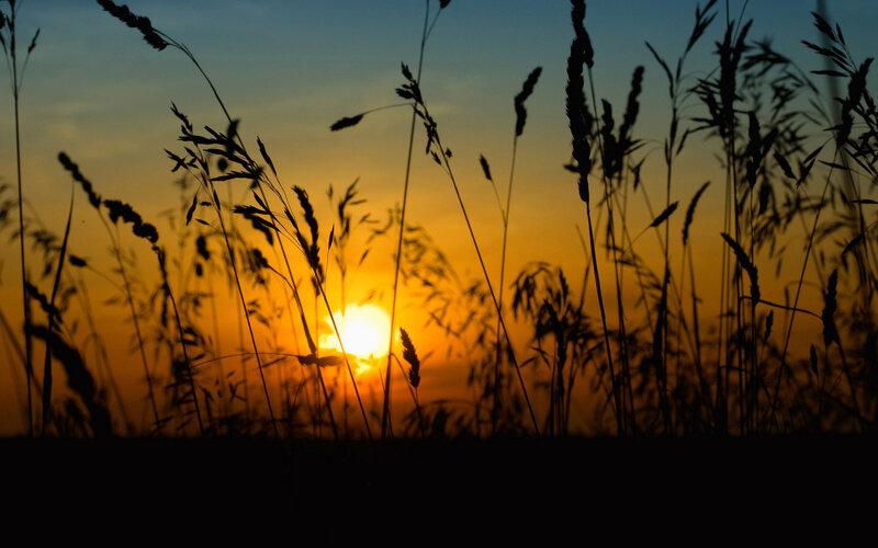 Silhouetted Grass at Sunset — Orange, Serene
