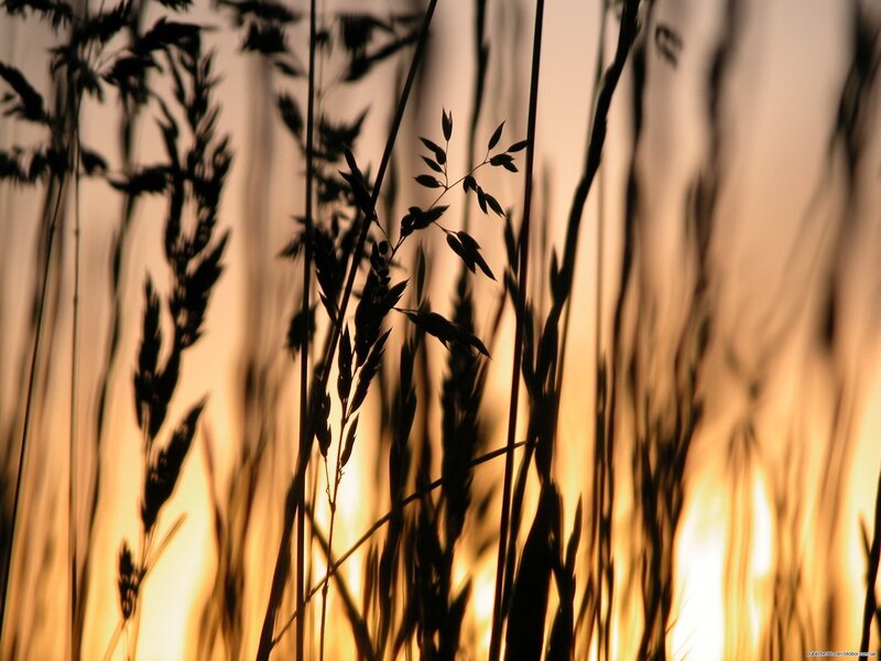 Silhouetted Grass at Sunset — Photograph, Black