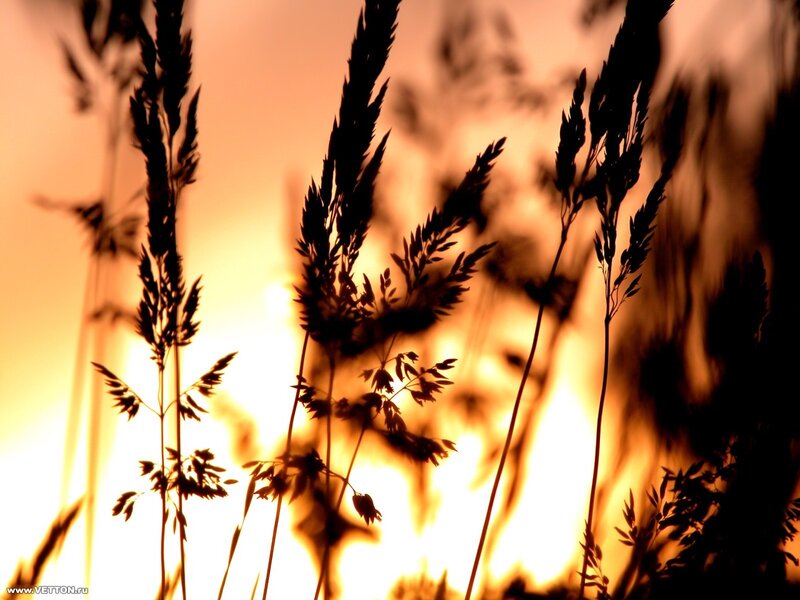Silhouetted Grass at Sunset — Photograph, Yellow