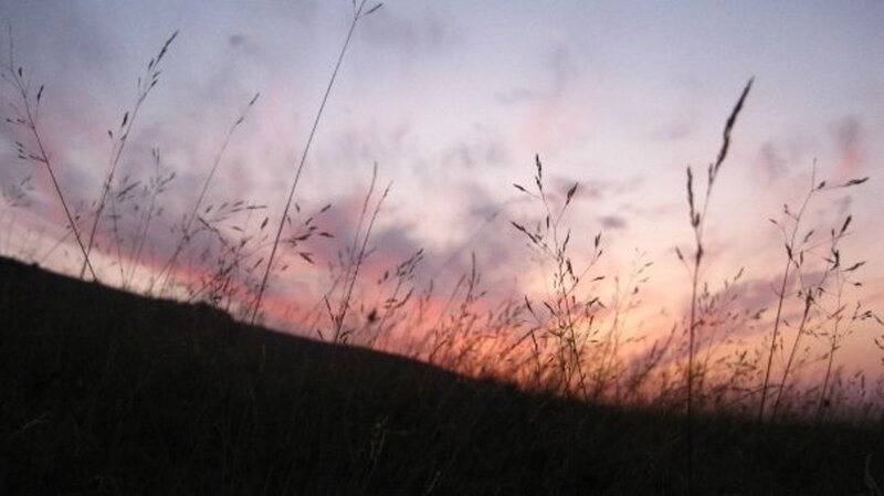 Silhouetted Grass at Sunset — Pink