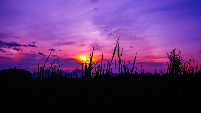Silhouetted Grass at Sunset — Purple, Dramatic