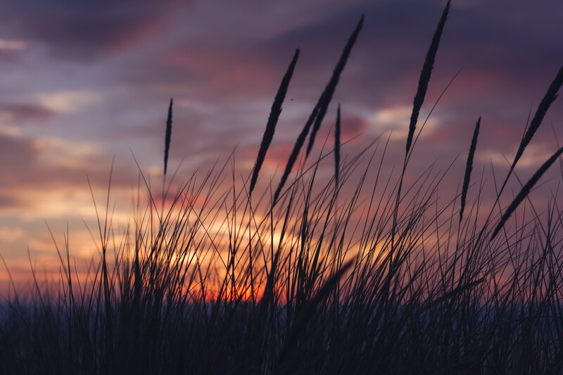 Silhouetted Grass at Sunset — Purple, Serene