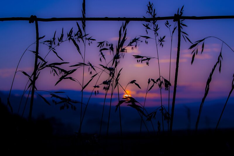 Silhouetted Grass at Sunset — Purple