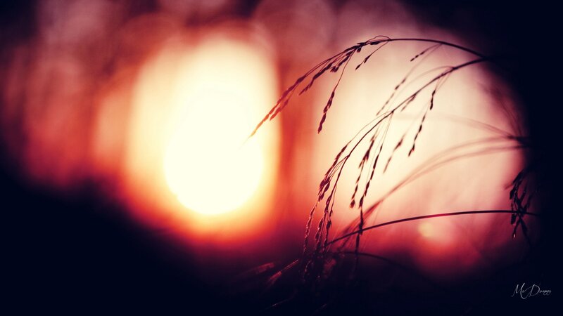 Silhouetted Grass at Sunset — Red, Dramatic, Photograph, Sun
