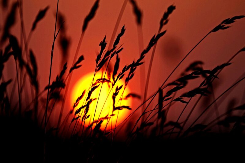 Silhouetted Grass at Sunset — Red, Dramatic, Photograph