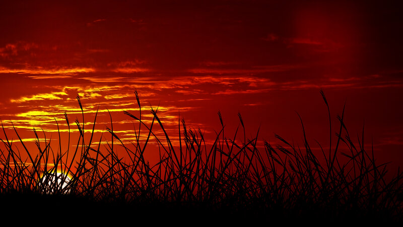 Silhouetted Grass at Sunset — Red, Dramatic