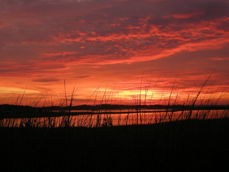 Silhouetted Grass at Sunset — Red