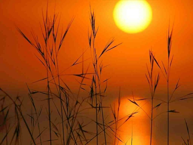 Silhouetted Grass at Sunset — Serene, Black