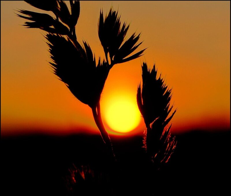 Silhouetted Grass at Sunset — Serene, Photograph