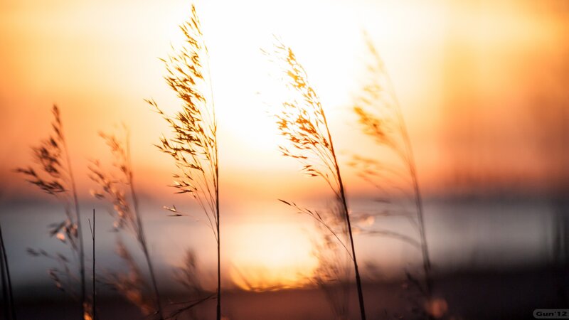 Silhouetted Grass at Sunset — Serene, Sky