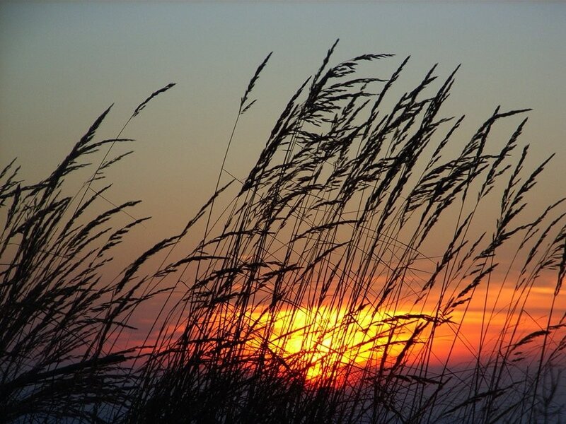 Silhouetted Grass at Sunset — Serene, Yellow