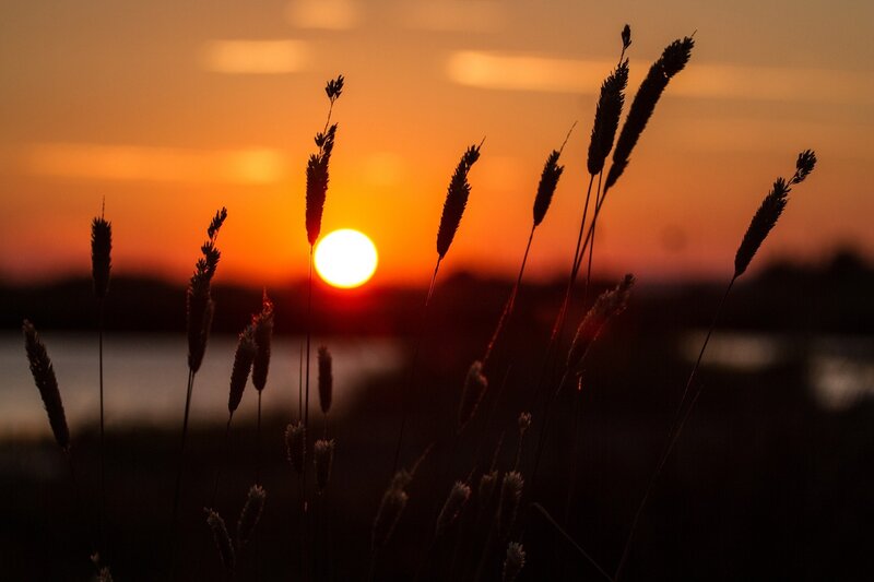 Silhouetted Grass at Sunset — Sun, Yellow