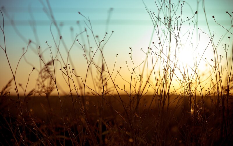 Silhouetted Grass at Sunset — Yellow, Serene, Photograph, Sky