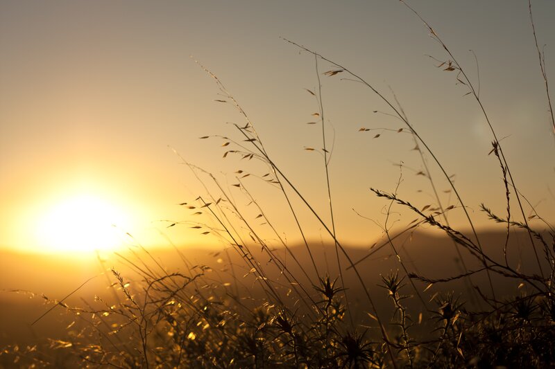 Silhouetted Grass at Sunset — Yellow, Serene, Photograph, Sun, Sky, Mountains, Orange