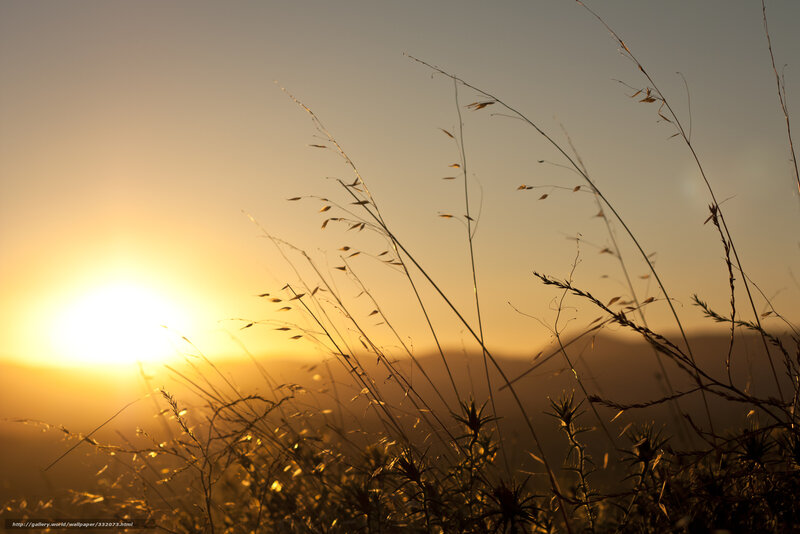 Silhouetted Grass at Sunset — Yellow, Serene, Photograph, Sun, Sky, Mountains