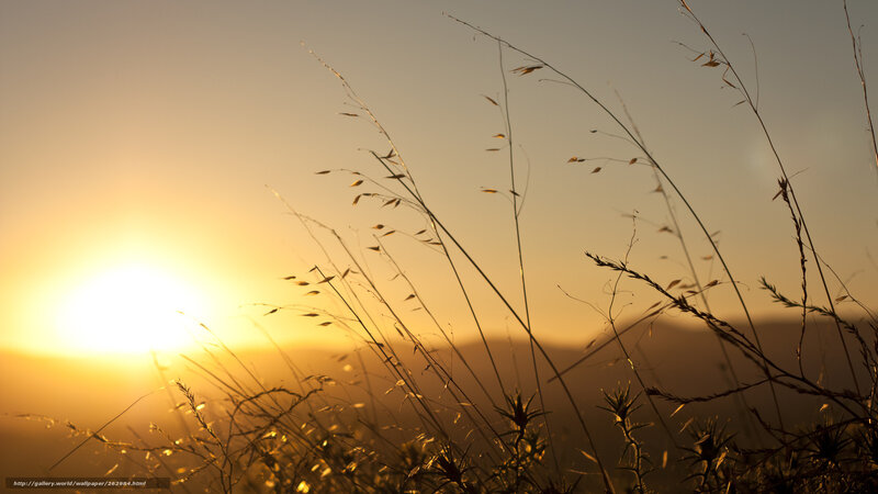 Silhouetted Grass at Sunset — Yellow, Serene, Photograph, Sun
