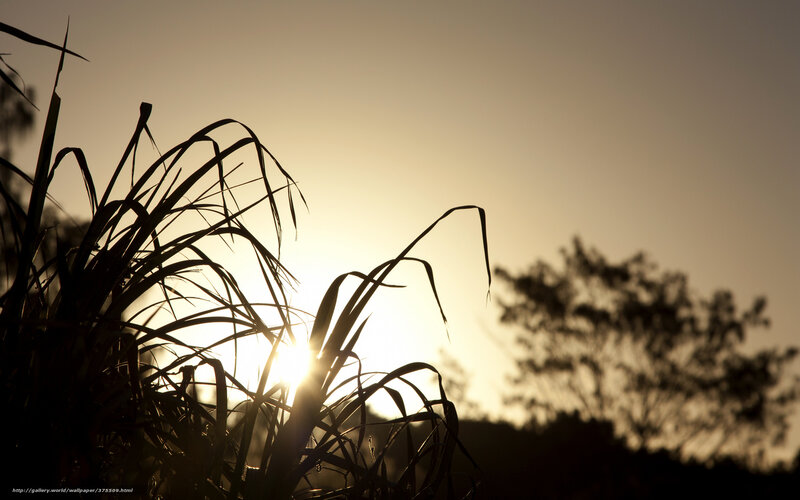 Silhouetted Grass at Sunset — Yellow, Serene, Photograph, Sun, Trees