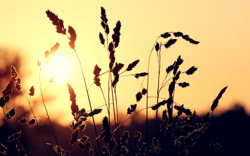 Silhouetted Grass at Sunset — Yellow, Serene, Photograph