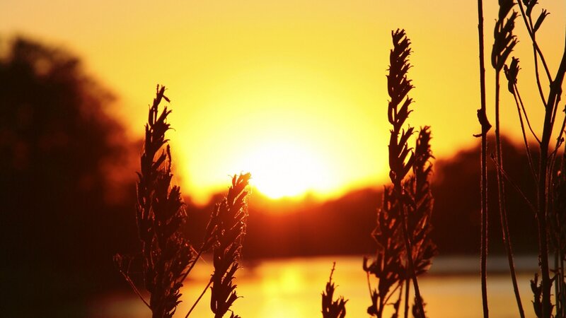 Silhouetted Grass at Sunset — Yellow, Serene