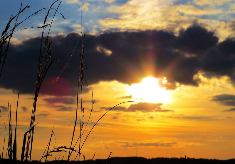 Silhouetted Grass at Sunset — Yellow