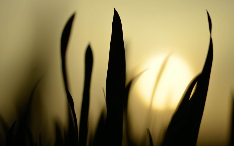 Silhouetted Grass Blades — Black, Serene, Sunset, Photograph