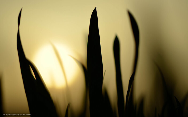 Silhouetted Grass Blades — Black