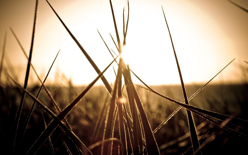Silhouetted Grass Blades — Brown, Serene