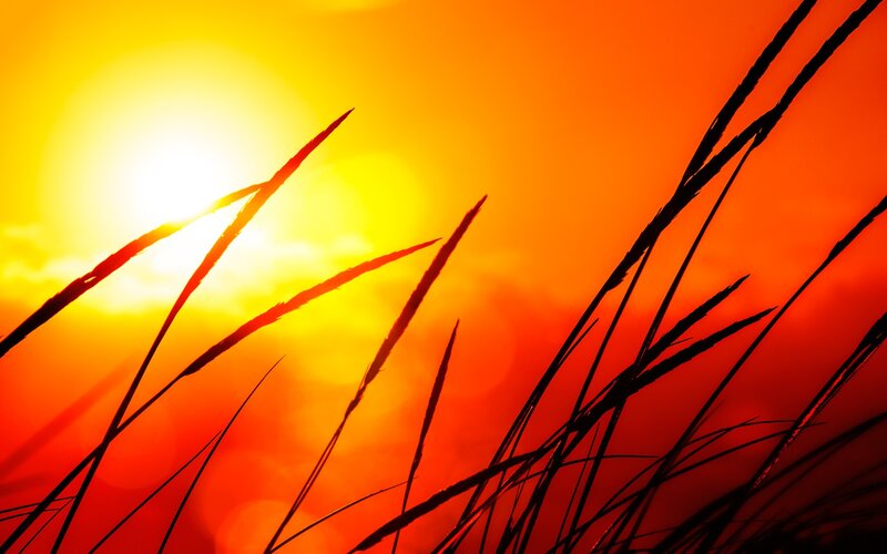 Silhouetted Grass Blades — Orange